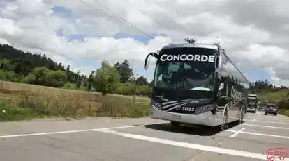 Concorde Bus-Front Image